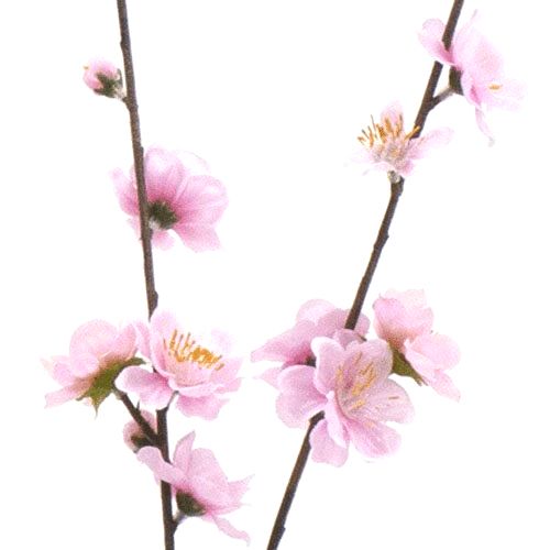 4580120822547







日本ビダヤコム
花桃
