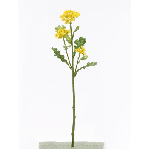 4571131302326



P4704-004



日本ビダヤコム　
菜の花