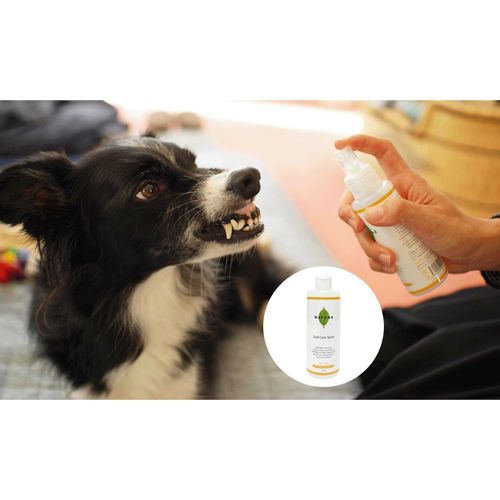 4562428540460



ﾂﾒｶｴ 300ML



スタンダード
WAFONA オーラルケアスプレー 詰替え 300ml