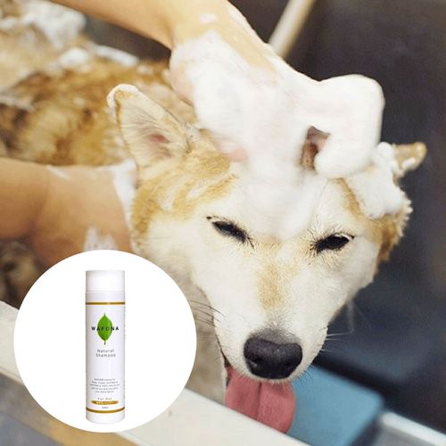 4562428540026



250ML



スタンダード
WAFONA 自然派シャンプー 250ml