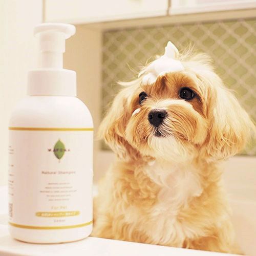 4562428545786



500ML



スタンダード
WAFONA 自然派シャンプー 泡タイプ 500ml