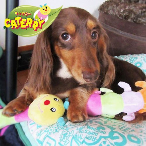 4979007739304



TC73930



プラッツ
キャタピー Jr．