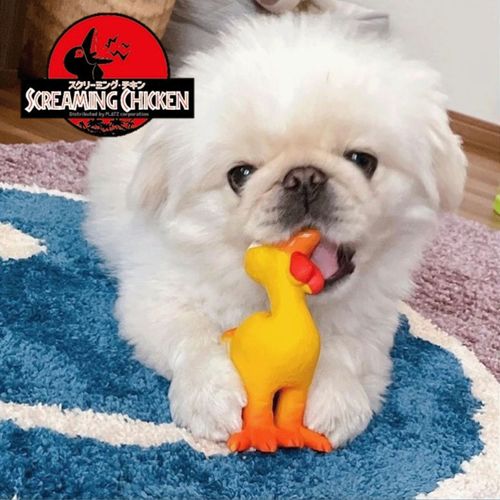 4979007101323







プラッツ
スクリーミングチキン イエロー