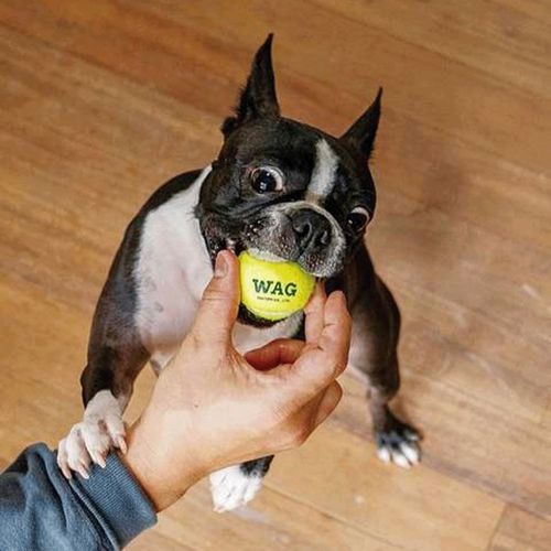 4997337098717



Y-0846/XS



ダルトン
TENNIS BALL SET OF 3 XS