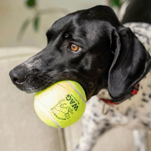 4997337098748



Y-0846/L



ダルトン
TENNIS BALL SET OF 2 L