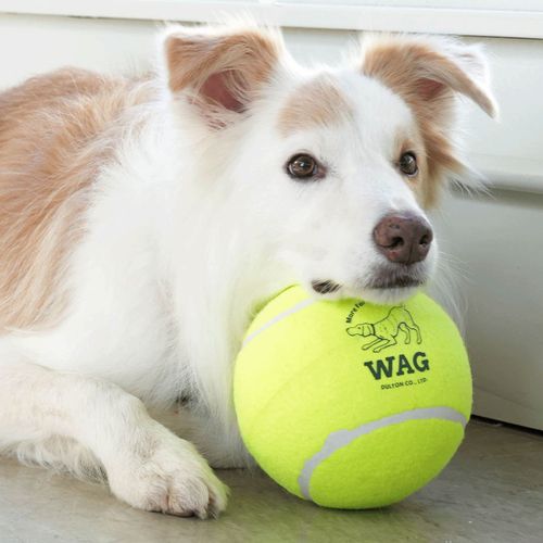 4997337098755



Y-0846/XXL



ダルトン
TENNIS BALL XXL