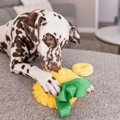 817152019428







ルークラン
プレイ 犬用おもちゃ トロピカルパラダイス パインアップル