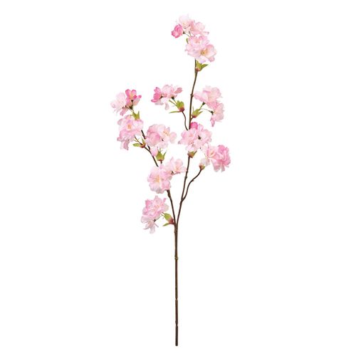 4967116907745



FM002297



東京堂
あけぼの桜