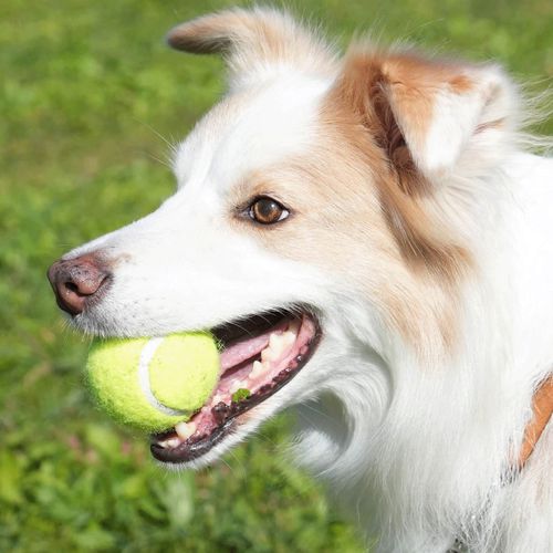 4997337098731



Y-0846/M



ダルトン
TENNIS BALL SET OF 3 M