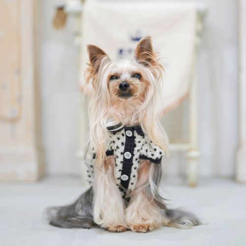 4573661482905







マーブル＆コー
genic シャイニードットパフスリーブシャツ