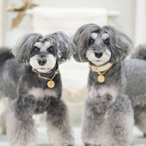 4573661483186







マーブル＆コー
genic アンサンブルカラー