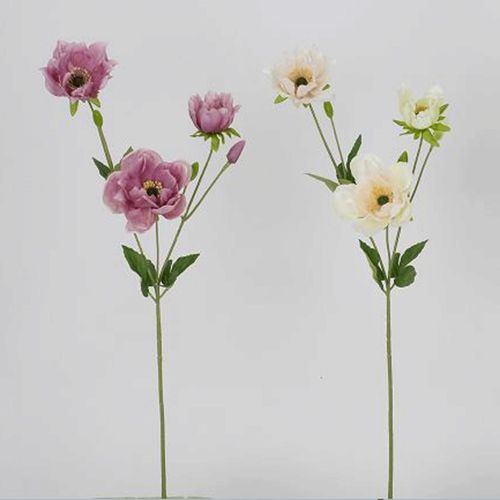 4582133053291







日本ビダヤコム
秋明菊