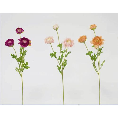 4580120829447







日本ビダヤコム
レイヤードラナンキュラス