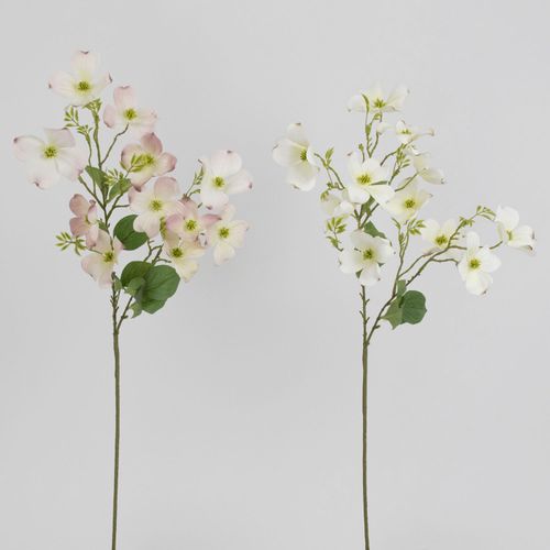 4582133053420







日本ビダヤコム
花水木