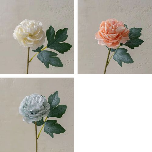 4589529110446







タイセイトレーディング
スモールピオニー