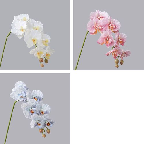 4589529110507







タイセイトレーディング
コチョウラン