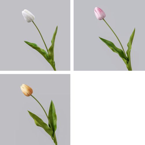 4589529110804







タイセイトレーディング
チューリップ