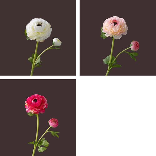 4589529111061







タイセイトレーディング
ラナンキュラス