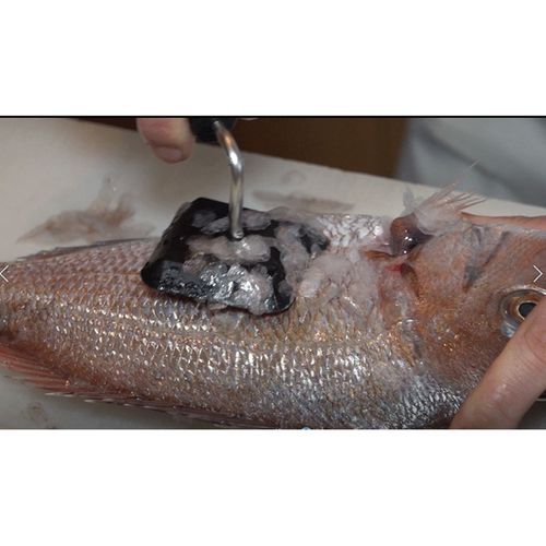 4995969045147



PU-002



タマハシ
うろこトル