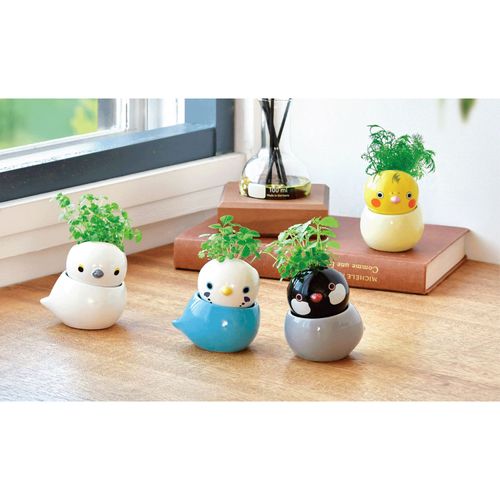 4528757042761



0



聖新陶芸
栽培セット コロコロバード