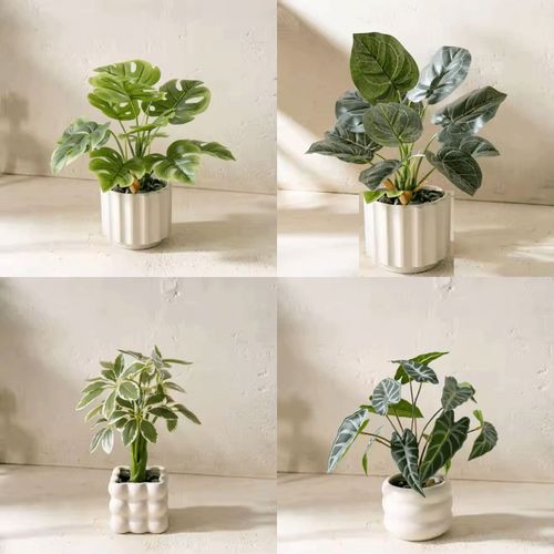 4589529111924







タイセイトレーディング
グリーンポット