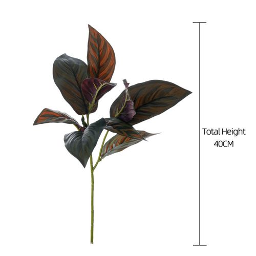 4589529111818



TF0251



タイセイトレーディング
カラテナリーフ