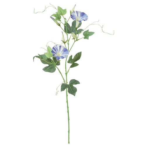 4511255387014



A-32635-9



アスカ商会
アサガオ