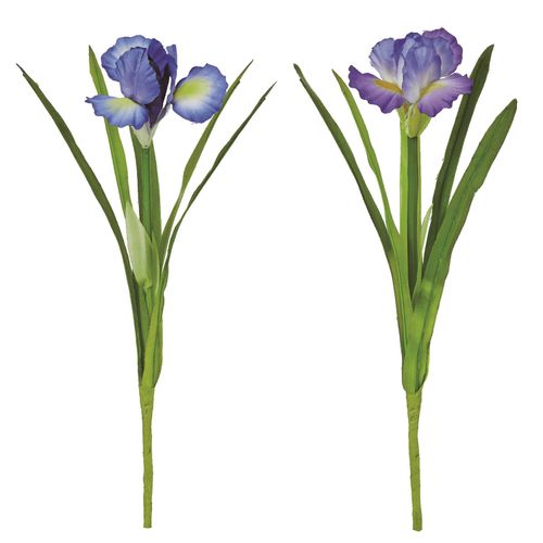 4511255569144







アスカ商会
アイリスピック