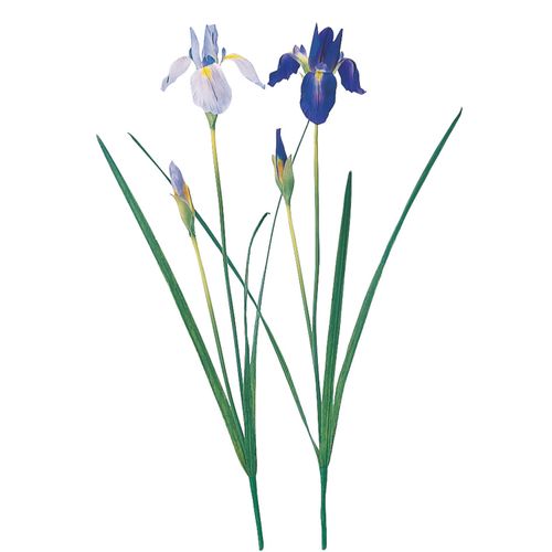 4511255228225







アスカ商会
アイリス